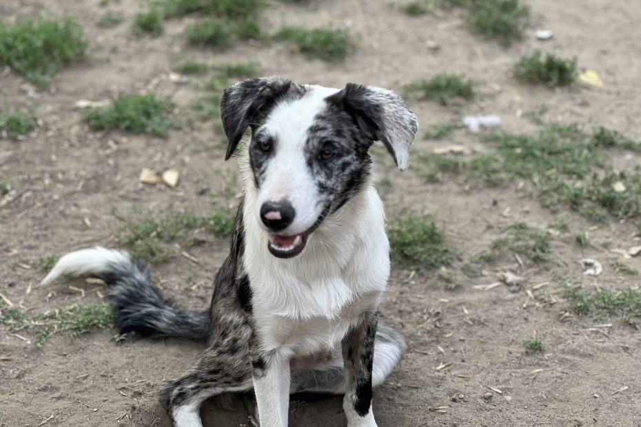 Loki