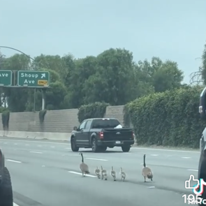 Geese on 101 Freeway