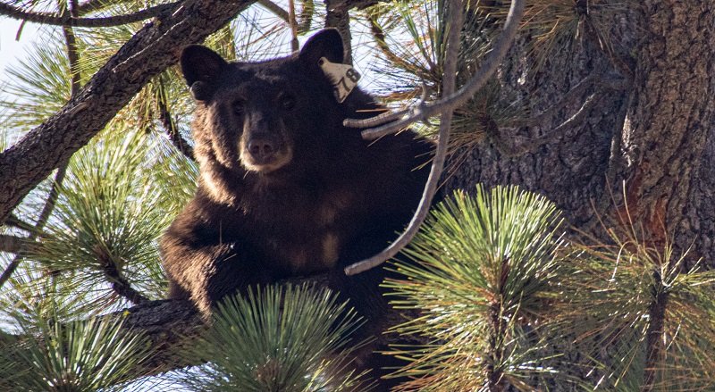 Bear Sighting