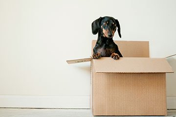 Moving Box