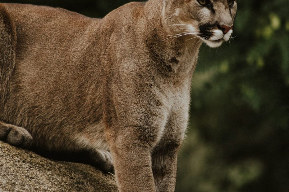 Mountain Lion