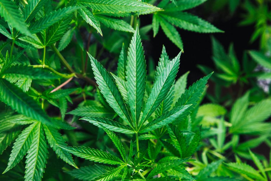 Cannibis Seminar