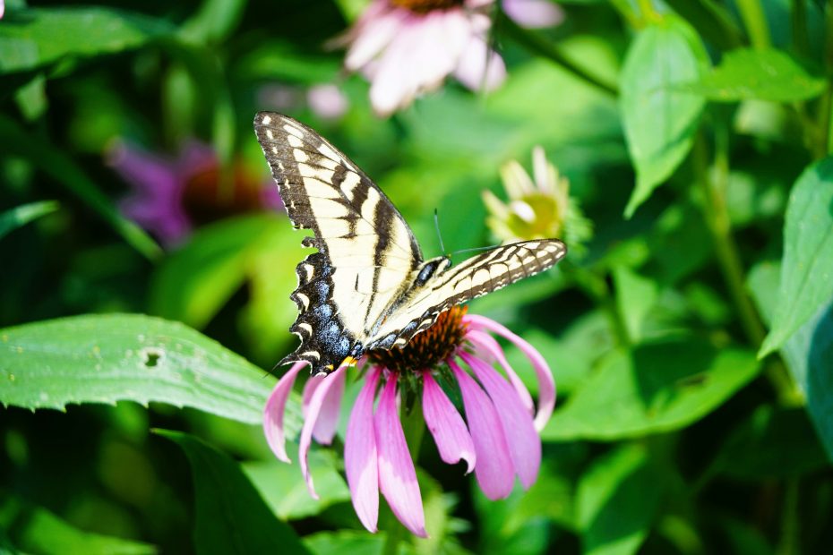 Butterfly Garden Opens in Calabasas