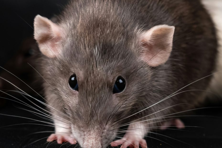 What Exactly is Hantavirus?